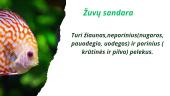 Žuvys - skaidrės 2 puslapis