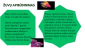 Žuvys - skaidrės 3 puslapis