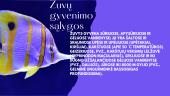 Žuvys - skaidrės 6 puslapis