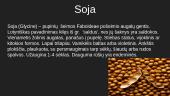 Sojos auginimas pasaulyje 2 puslapis