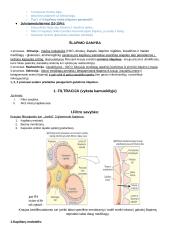 Ekskrecija 4 puslapis