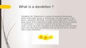 Dandelion plant