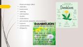Dandelion plant 5 puslapis