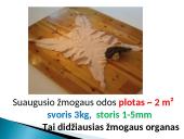 Skaidrės apie odą 2 puslapis