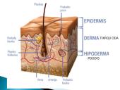 Skaidrės apie odą 4 puslapis