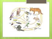 Miško ekosistema 3 puslapis