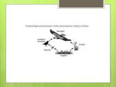 Miško ekosistema 5 puslapis