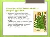 Augalų karalystė (skaidrės) 10 puslapis