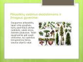 Augalų karalystė (skaidrės) 12 puslapis