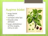 Augalų karalystė (skaidrės) 14 puslapis