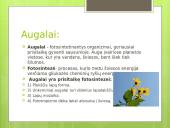 Augalų karalystė (skaidrės) 3 puslapis