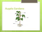 Augalų karalystė (skaidrės) 4 puslapis