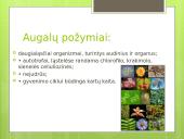 Augalų karalystė (skaidrės) 5 puslapis