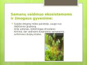 Augalų karalystė (skaidrės) 8 puslapis