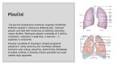 Plaučių modelio projektavimas 2 puslapis