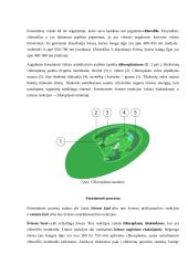 Energijos virsmai ląstelėje ir organizme (kvėpavimas ir fotosintezė). Konspektas 2 puslapis