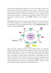 Energijos virsmai ląstelėje ir organizme (kvėpavimas ir fotosintezė). Konspektas 3 puslapis