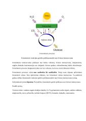 Energijos virsmai ląstelėje ir organizme (kvėpavimas ir fotosintezė). Konspektas 4 puslapis