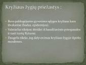 Pirmasis kryžiaus žygis. Skaidrės 2 puslapis