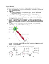 Nervinis organizmo valdymas ir koordinacija 2 puslapis