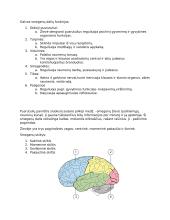 Nervinis organizmo valdymas ir koordinacija 8 puslapis