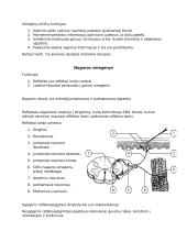 Nervinis organizmo valdymas ir koordinacija 9 puslapis