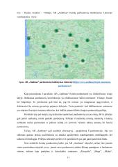 AB „Audimas“ prekių realizavimo politika 10 puslapis