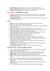 Veidoskaitos konspektas 11 puslapis