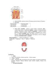 Anatomijos egzamino konspektas 2 puslapis