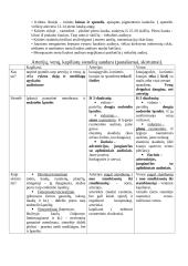 Anatomijos egzamino konspektas 15 puslapis