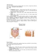 Anatomijos egzamino konspektas 5 puslapis