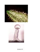 Kanapių kultivacija: metodiniai veiksniai padedantys gauti medicininio lygio produktą 4 puslapis