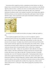 Sienų tapyba senovės Egipte 5 puslapis