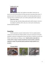 Skirtingas morfologinis gyvų būtybių prisitaikymas prie supančios aplinkos 11 puslapis