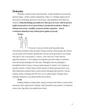 Skirtingas morfologinis gyvų būtybių prisitaikymas prie supančios aplinkos 4 puslapis