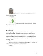 Skirtingas morfologinis gyvų būtybių prisitaikymas prie supančios aplinkos 6 puslapis