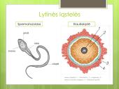 Žmogaus raida. Gyvybės formavimasis 4 puslapis