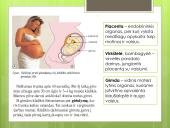 Žmogaus raida. Gyvybės formavimasis 7 puslapis