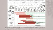Alkoholio poveikis žmogaus gemalo ir vaisiaus raidai 13 puslapis