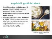 Riebalų cheminės sudėties ir maistinės vertės kitimo analizė  3 puslapis