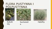Pustynie i Półpustynie (lenkų kalba pristatymas) 15 puslapis