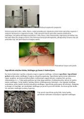 Ekologija. Konspektas 14 puslapis