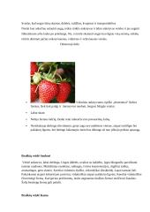 Braškių auginimas (referatas) 6 puslapis