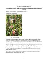 Sėjamojo grikio vaistinės augalinės žaliavos analizė ir apžvalga 4 puslapis
