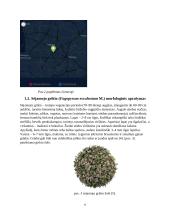 Sėjamojo grikio vaistinės augalinės žaliavos analizė ir apžvalga 5 puslapis