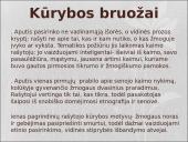 Juozas Aputis 1936-2010 (skaidrės) 10 puslapis