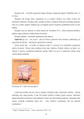 Kriminalistinis žmogaus plaukų tyrimas: galimybės ir praktika Lietuvoje  15 puslapis