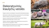Dekoratyvinių kiaulyčių kilmės istorija 4 puslapis
