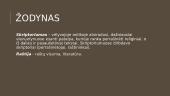 Knygų menas gotikos laikotarpiu 7 puslapis