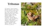 Tritonai, salamandros varliagyviai 2 puslapis